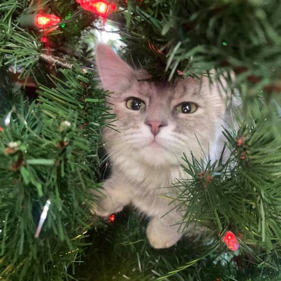 Meet your Posher, Dawn - Picture 1 of 1